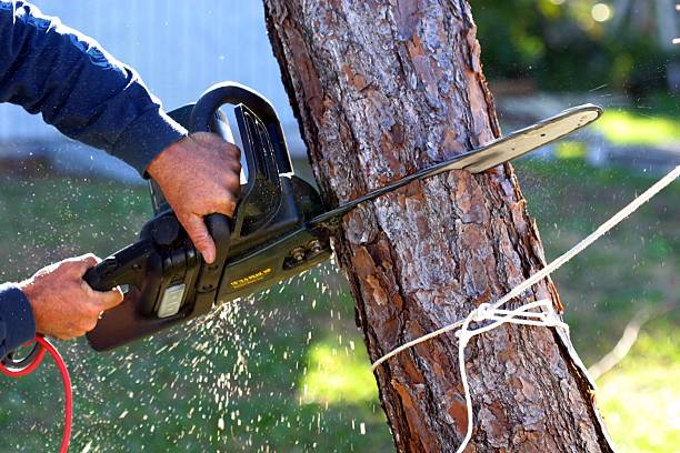 How Our Tree Care Process Works  in  Watertown, NY